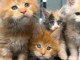 annonce chaton maine coon 