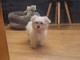 magnifique chiot bichon maltais 