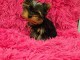 je donne chiot Yorkshire femelle 