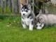 chiot husky sib&eacute;rien aux yeux bleus 