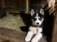je donne chiot husky sib&eacute;rien 