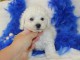 A donner femelle B&eacute;b&eacute; type bichon fris&eacute;