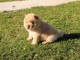 Splendide Chiot Chow Chow &agrave; donner