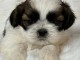 Adorable chiot Shih Tzu a donner 
