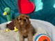 je donne chiot cavalier king charle disponible 