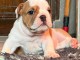 chiot bulldog anglais m&acirc;le a donner 