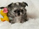 chiot chihuahua femelle a donner 