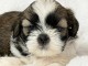 je donne chiot Shih Tzu lof 