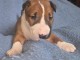 chiot type bill terrier femelle a donner 