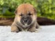 dons chiot Shiba inu a donner 