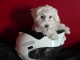 je donne chiot bichon maltais 