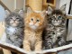 b&eacute;b&eacute; chaton maine coon 