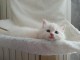b&eacute;b&eacute; chaton ragdoll femelle a donner 