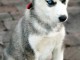 Dons b&eacute;b&eacute; chiot husky sib&eacute;rien m&acirc;le 