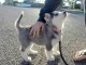 &agrave; adopter chiot husky sib&eacute;rien 