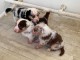 adorable chiot berger australien disponible 