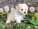 &agrave; adopter chiot bichon maltais 