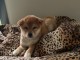 je donne chiot Shiba inu disponible 