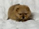 je donne chiot spitz allemand 
