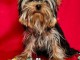 je donne chiot Yorkshire terrier femelle 
