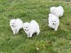 donne chiot spitz japonais disponible 