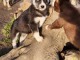 je donne chiot husky sib&eacute;rien 
