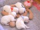 je donne chiot bichon disponible 