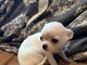 je donne chiot chihuahua femelle 