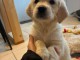 b&eacute;b&eacute; chiot golden retriever m&acirc;le 