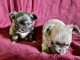 je donne chiot type chihuahua 
