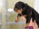 je donne chiot rottweiler disponible 