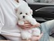 je donne chiot bichon maltais &agrave; adopter urgent 