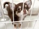 chiot type chihuahua adorable a placer 