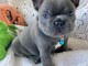je vends mon chiot bouledogue fran&ccedil;ais 