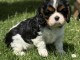 magnifique chiot cavalier king charle femelle a donner 