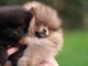 magnifique chiot spitz allemand race pure 