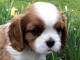 chiot cavalier king charle disponible 