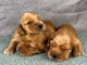 chiot cocker anglais m&acirc;le et femelle &agrave; placer 