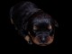 chiot rottweiler b&eacute;b&eacute; &agrave; donner 