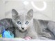 b&eacute;b&eacute; chaton Bleu russe m&acirc;le a donner 