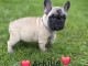 magnifique chiot bouledogue fran&ccedil;ais disponible 