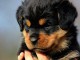 je donne chiot rottweiler disponible 