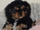 adorable chiot cavalier king charle femelle a placer 
