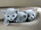 chaton bleu russe m&acirc;le et femelle int&eacute;ress&eacute; veuillez me contacter