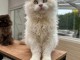 Chatons Selkirk Rex poil court et poil long
