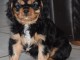 je donne chiot cavalier king charle 