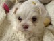 magnifique chiot bichon maltais 