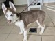 chiot husky sib&eacute;rien adorable &agrave; donner contre bon soin 