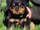 chiot rottweiler m&acirc;le a donner 