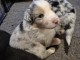 chiot berger australien disponible pour adoption 